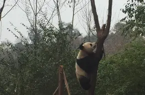 Giant Panda Nursery