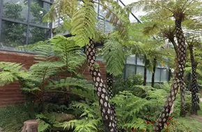 Wonder Plant Area