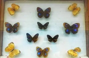 Chengdu Butterfly Museum
