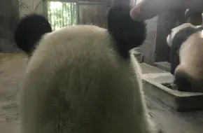 Giant Panda Pavilion