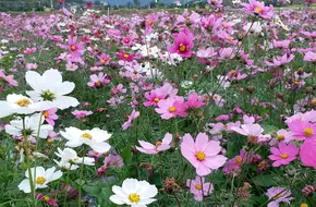 Qingrui Fairy Tale Garden