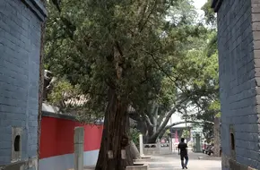 Jietai Temple Ancient Pine
