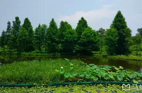 Hong Kong Wetland Park