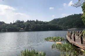 Shenzhen Xianhu Botanical Garden Expert Forest