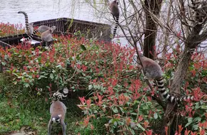 Lemur Island