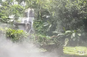 Rainforest World