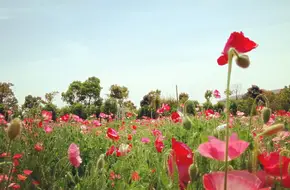 Lavender And Egret Romantic Theme Park