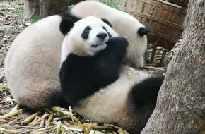Panda Science Exploration Pavilion