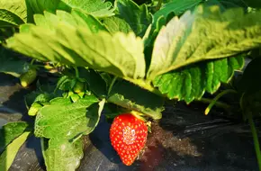 Huang'S Creamy Strawberry Picking Garden