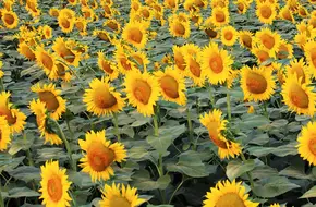 Doudian Sunflower Theme Park