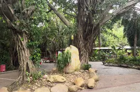 Amazon Jungle Crossing