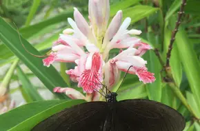 Medicinal Plant Area, Xianhu Botanical Garden, Shenzhen