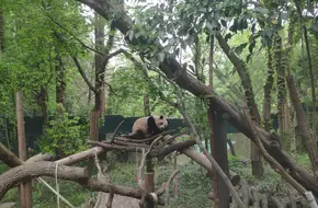 Giant Panda Pavilion