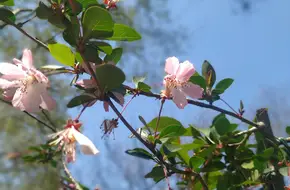 Mei Garden