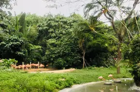 Shenzhen Safari Zoo - Bird Paradise
