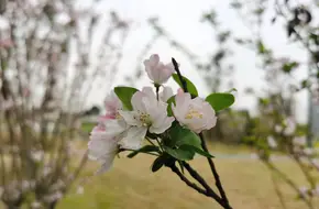 Xindu Nibatuo