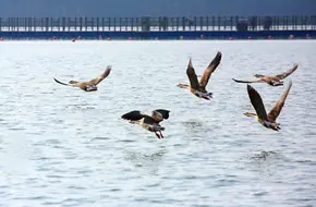 Great Goose Flying