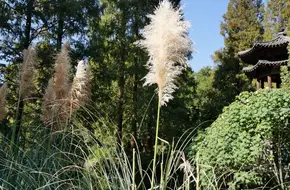 Fragrant Green Brew