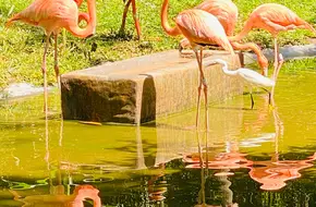 Shenzhen Safari Park Rare Bird Street