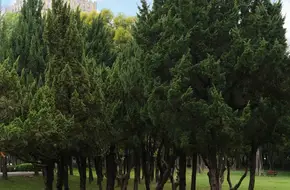 Longhua District Central Park