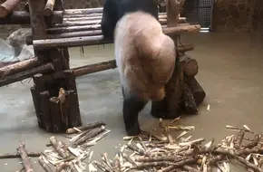 Sub-Adult Giant Panda Villa Area B
