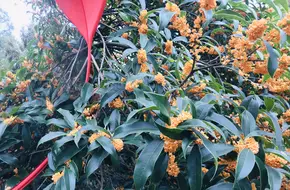 Osmanthus Garden