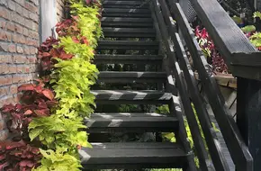 Dream Garden