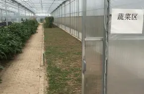 Oriental Fruit And Melon Paradise