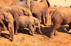 Kenya African Wildlife Park