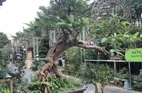 Bonsai Garden