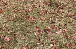 Ginkgo Square