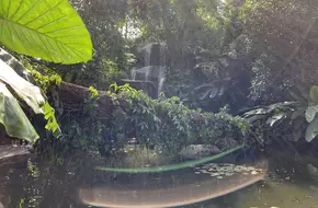 Medicinal Plant Area