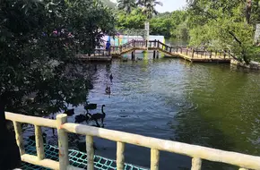 Shenzhen Safari Zoo - Bird Paradise