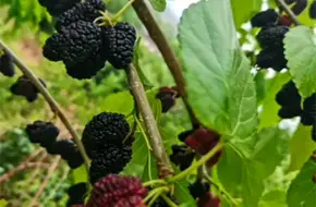 Louzi Shui Ecological Picking Garden