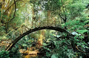 Tropical Rainforest