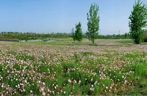 Lion Lake Wetland Park