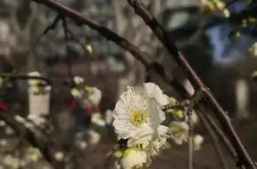 Mei Garden