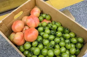 Huinan Premium Strawberry Picking Garden