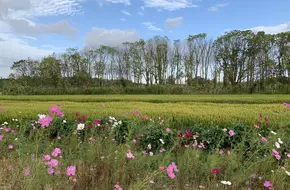 Guangfulin Pioneer Park - Rapeseed Flower Field