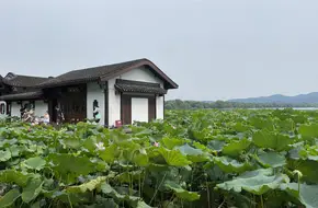 Lotus Pond Stele In Quyuan Garden