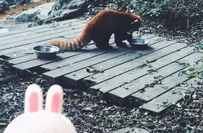Giant Panda Juvenile Villa