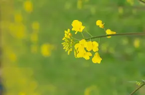 Expo Houtan Wetland Park