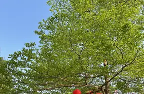 Pinghu