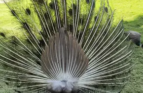 Shenzhen Safari Park Peacock Garden