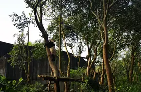 Chengdu Research Base Of Giant Panda Breeding, Red Panda Maternity Den