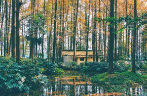 Tiger Spring Dream