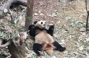Chengdu Research Base Of Giant Panda Breeding - No.1 Giant Panda Villa