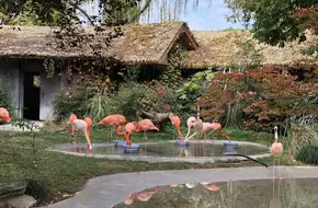 Malayan Sun Bear Pavilion