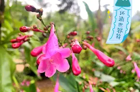 Shenzhen Fairy Lake Botanical Garden - Tianchi