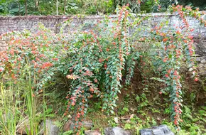 Medicinal Plant Area, Xianhu Botanical Garden, Shenzhen